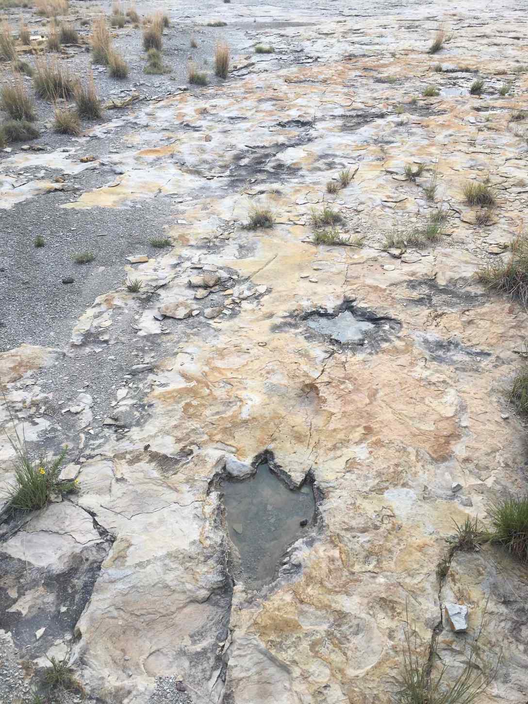 Dinosaur Trackway at Clayton Lake State Park New Mexico