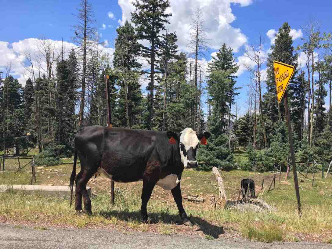 High elevation cattle grazing near Chama New Mexico