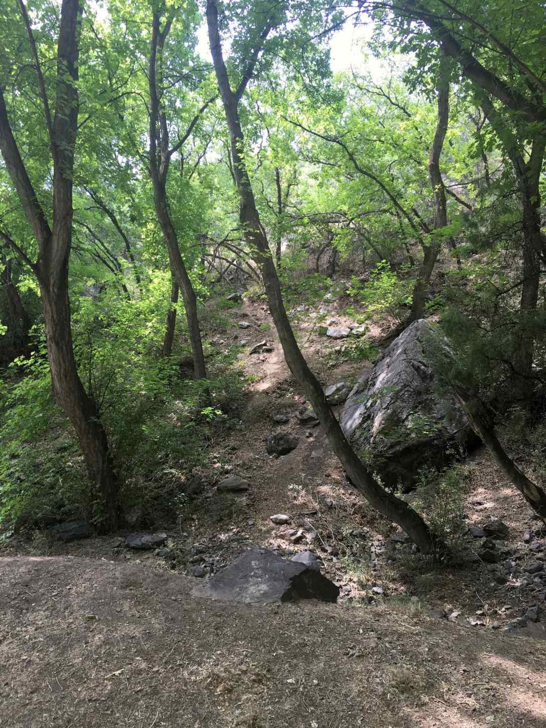 Bear trail behind our East Portal campsite in Black Canyon of the Gunnison