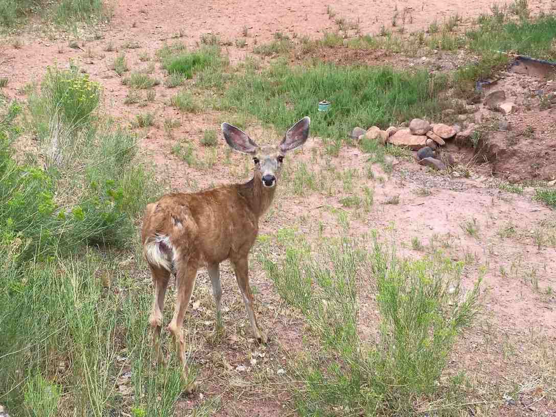 Mule deer in campground at Capitol Reef National Park