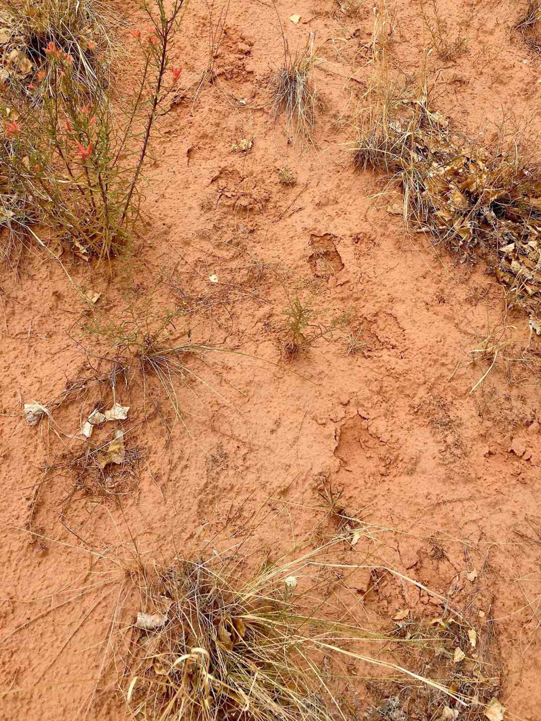 Fresh Mountain Lion tracks near the Pleasant Creek Trail in Capitol Reef National Park