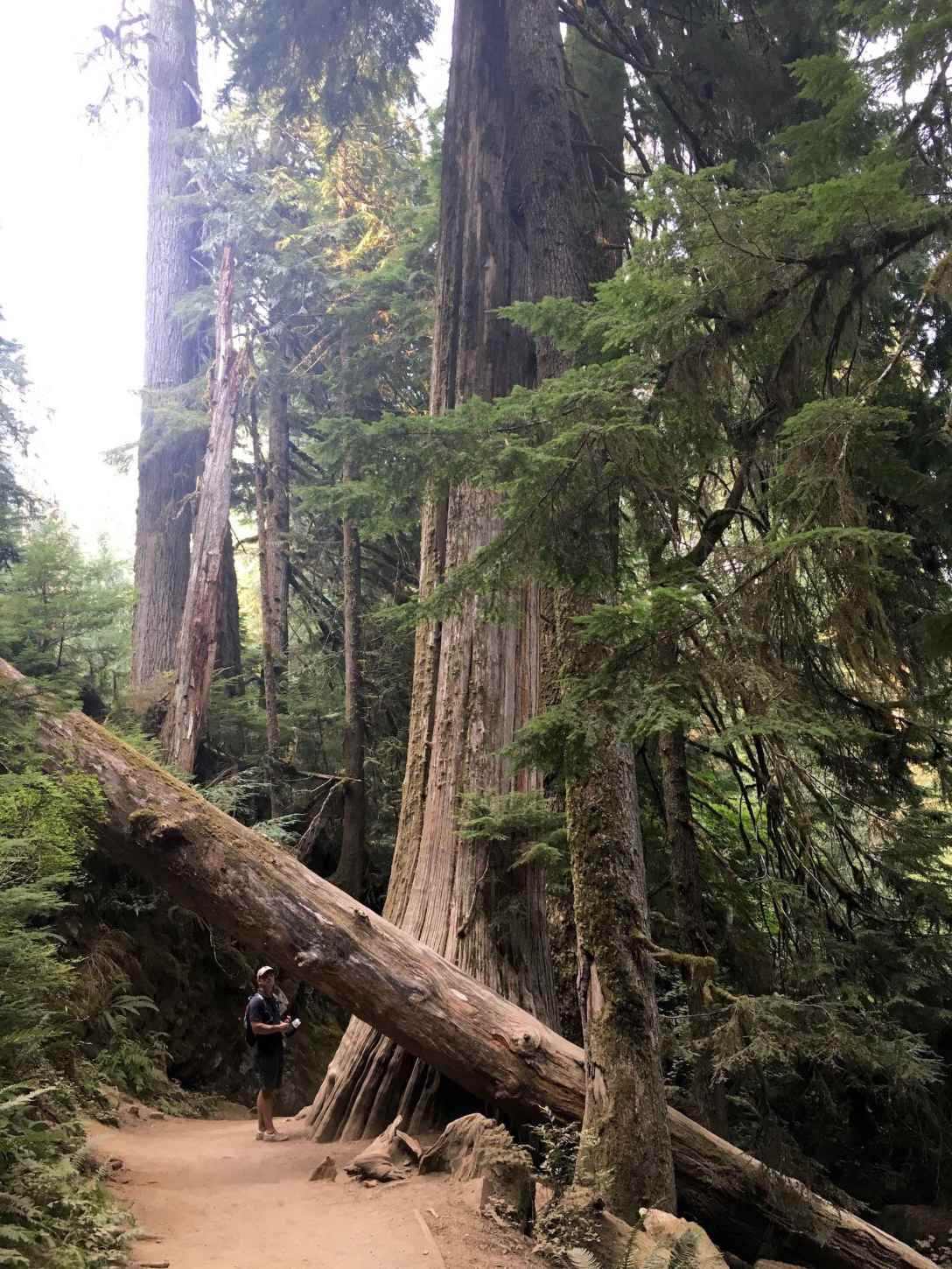 Grove of the Patriarchs trail, Ohanapecosh Mt Ranier National Park