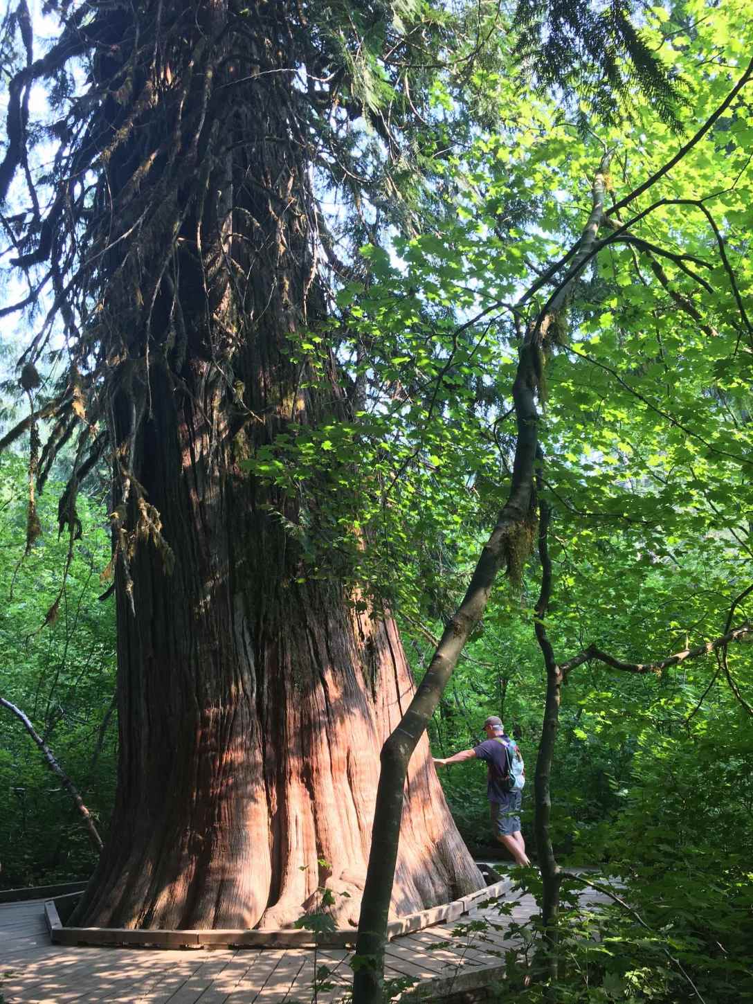 Grove of the Patriarchs trail, Ohanapecosh Mt Ranier National Park