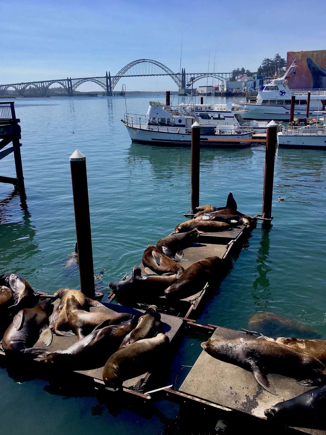 Resident Sea Lions Yaquina Bay Bridge, Newport Oregon Coast Highway 101
