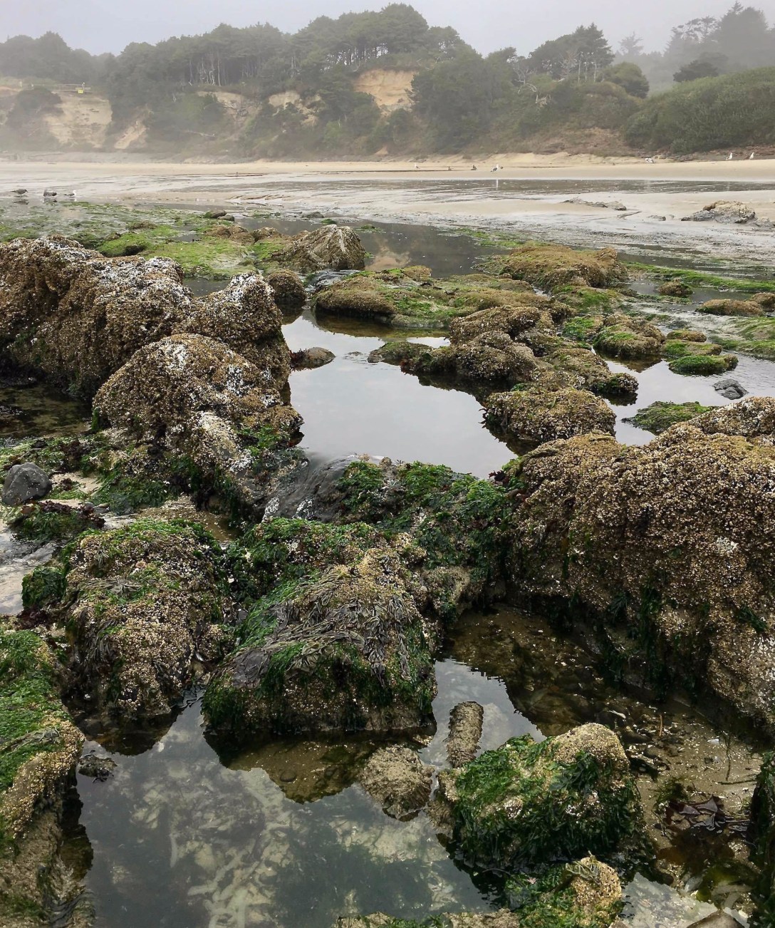 Tide pools at Seal Rock State Park Oregon Coast Highway