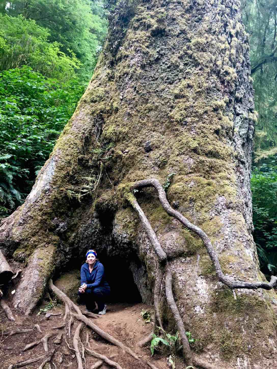 Giant Sitka Spruce at Cape Perpetua Scenic Area