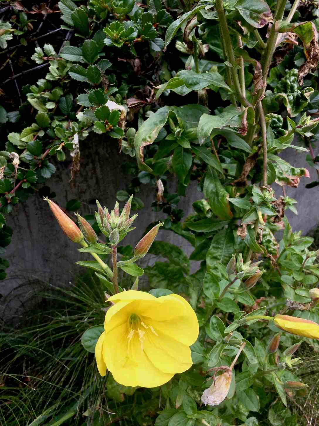 Wildflowers at Cape Perpetua Scenic Area Oregon Coast Highway