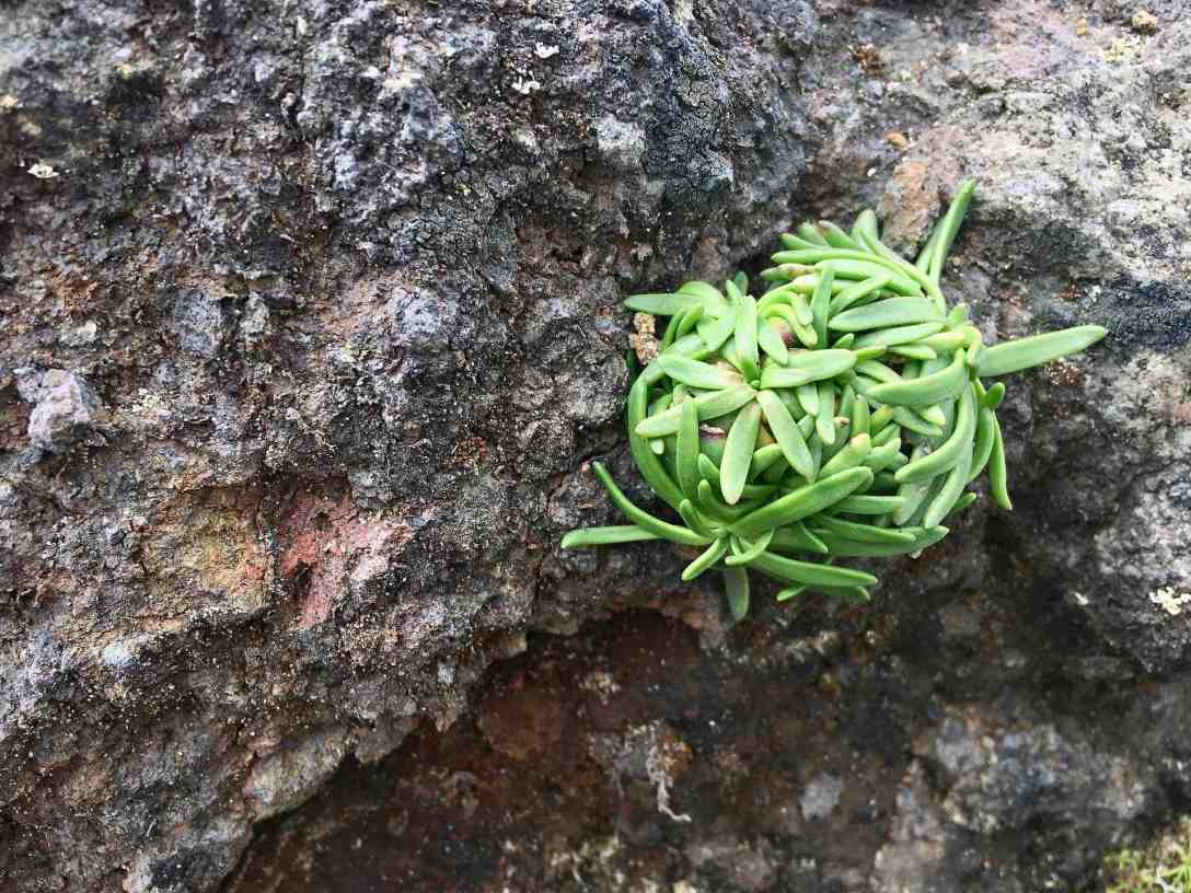 Coastal Rock Plant Cape Perpetua Scenic Area