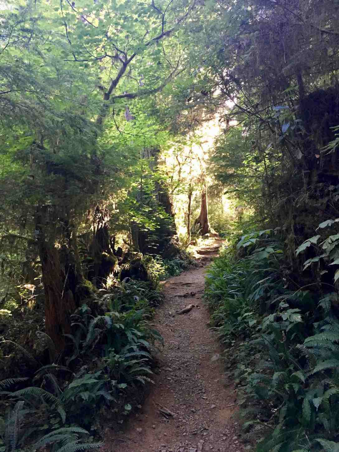 Hiking the Rainforest Nature Trail in the Quinault Valley Olympic National Forest