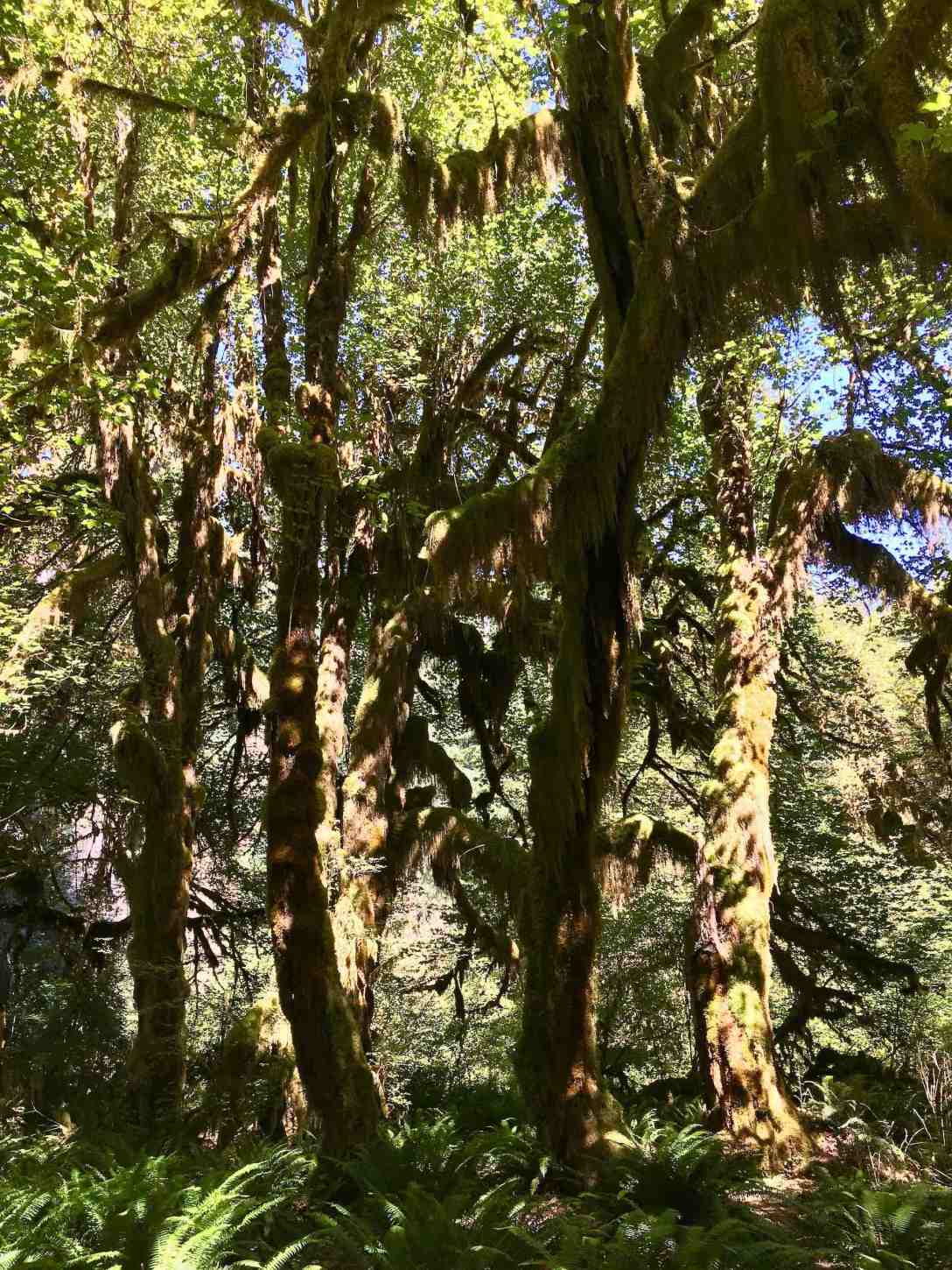 Moss-draped trees in Hoh rainforest at the end of dry season Olympic national park