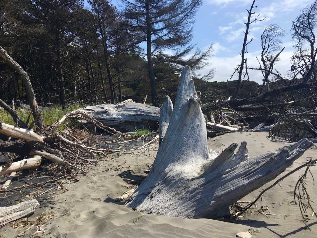 Giant driftwood stump on Benson Beach Cape Disappointment State Park