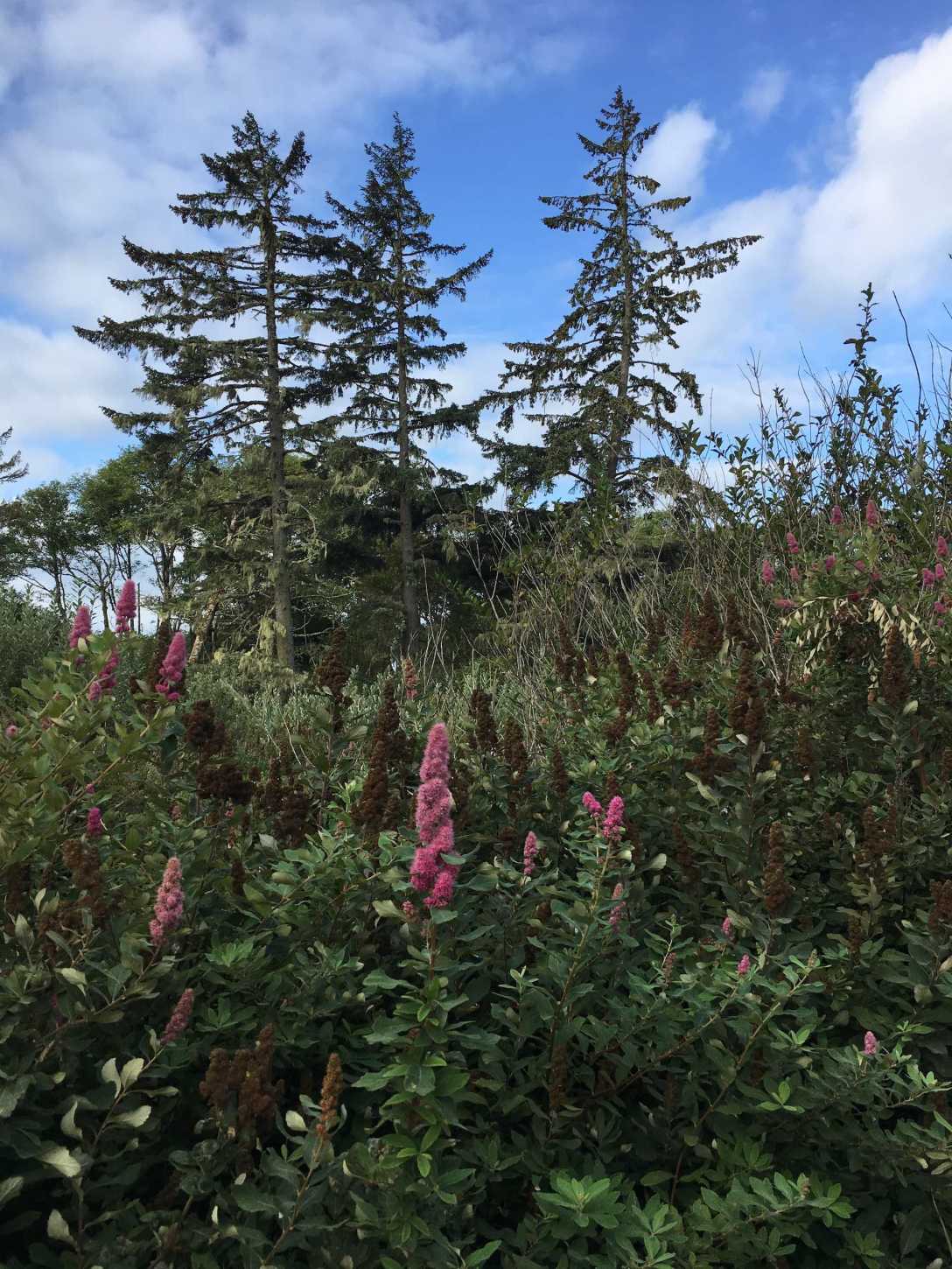 Wildflowers at Cape Disappointment State Park