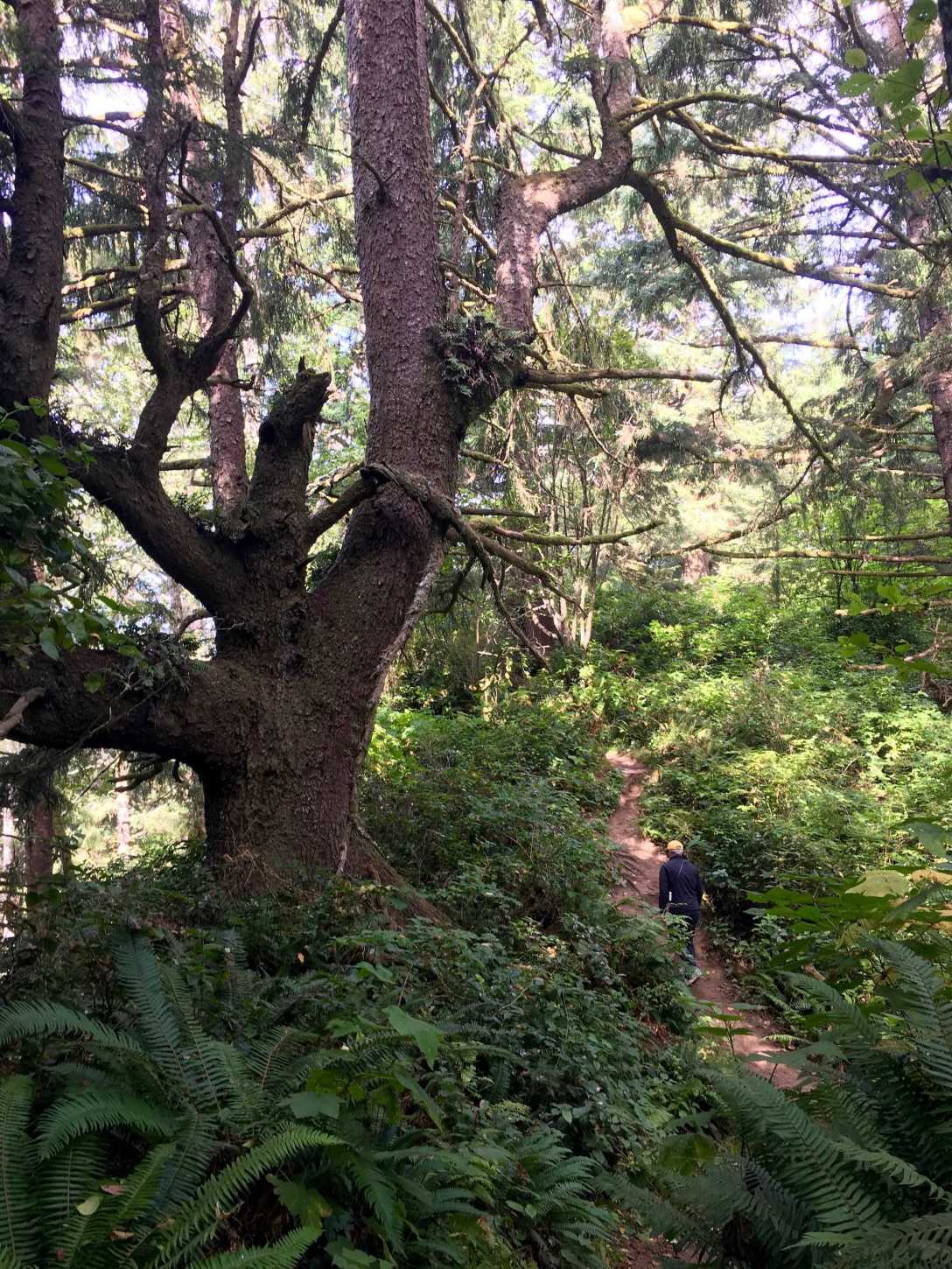 McKenzie Head Trail at Cape Disappointment State Park Washington Lewis and Clark Camp