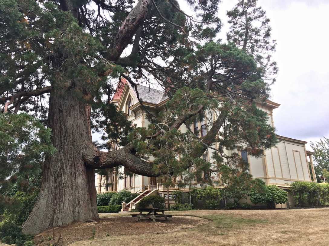 Giant tree in front of the Flavel House Museum Astoria Oregon