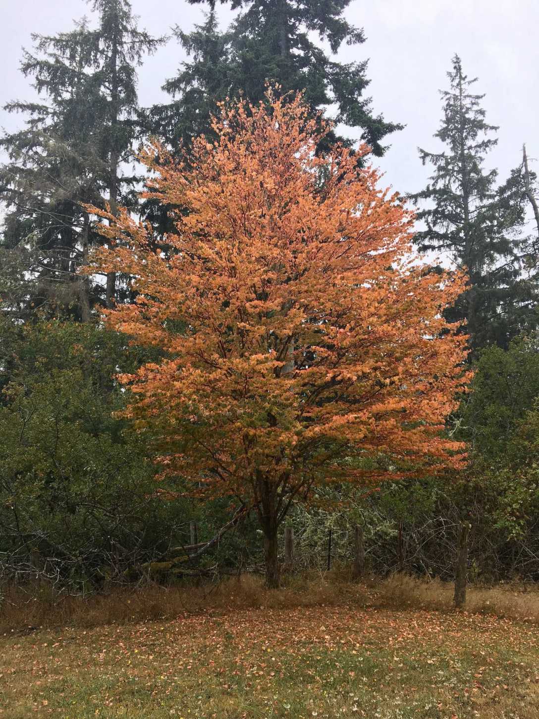 August early autumn color tree Washington coast