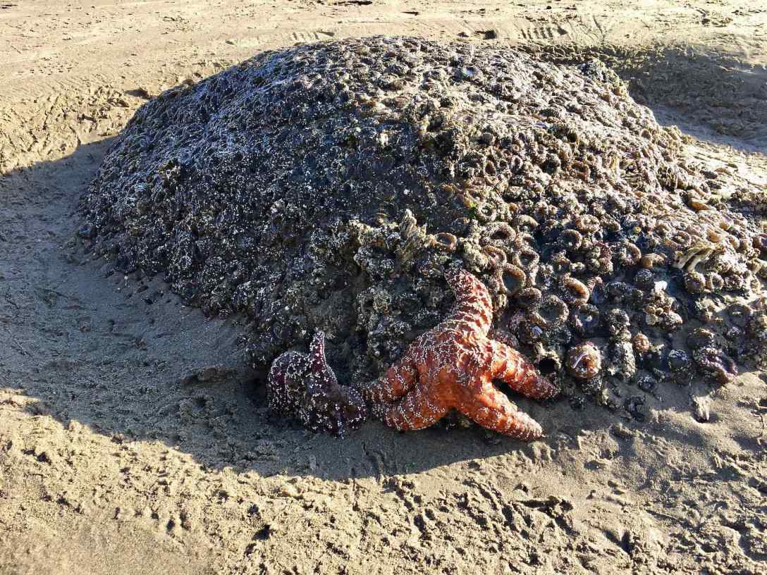 Sea Stars at Cannon Beach, Haystack Rock tide pools Cannon Beach Oregon