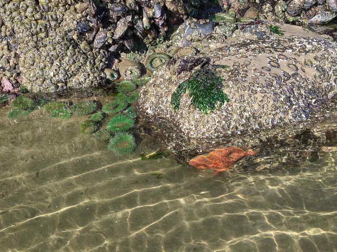 Sea Star starfish & Anemones at Haystack Rock tide pools Cannon Beach Oregon
