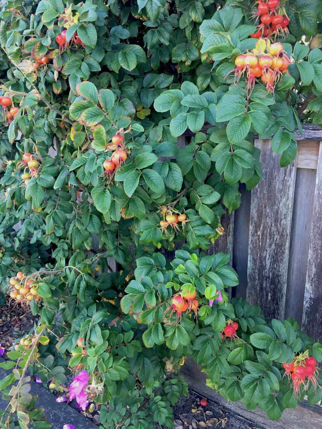 Landscaping along the path overlooking Cannon Beach