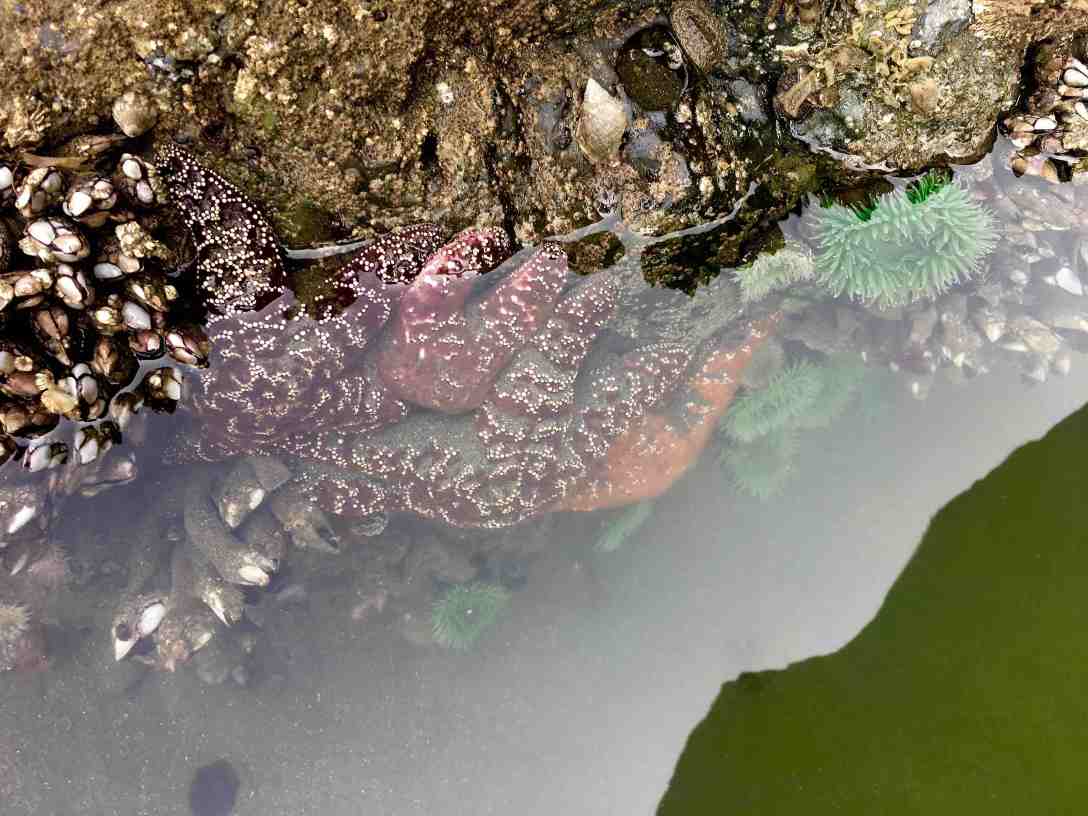Tide pools at Ruby Beach, Olympic National Park