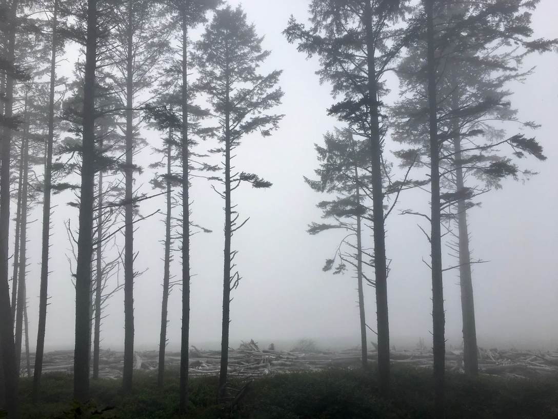 Foggy day on the bluff above Ruby Beach, Olympic National Park