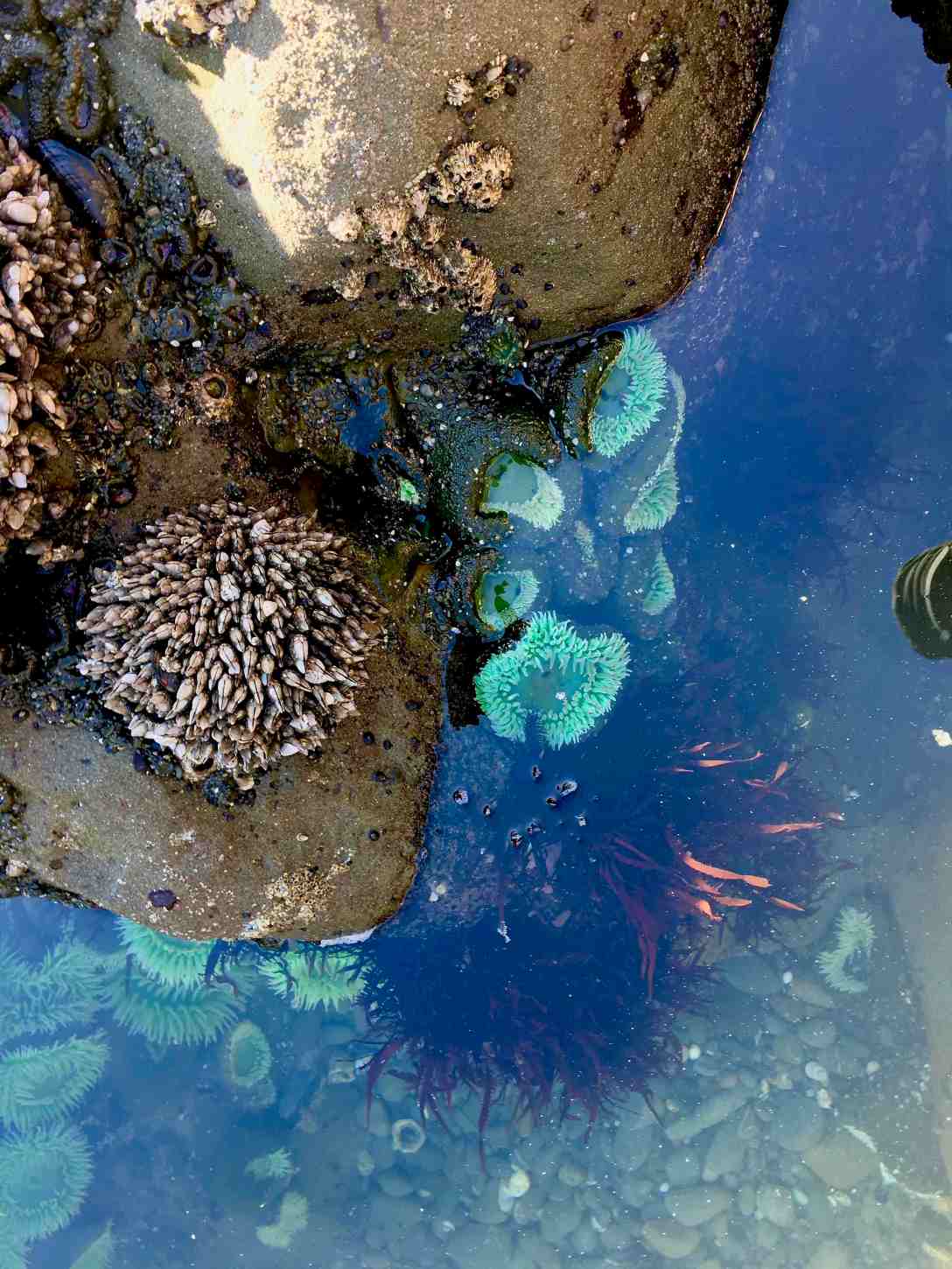 Tide pools at Beach 4, Olympic National Park