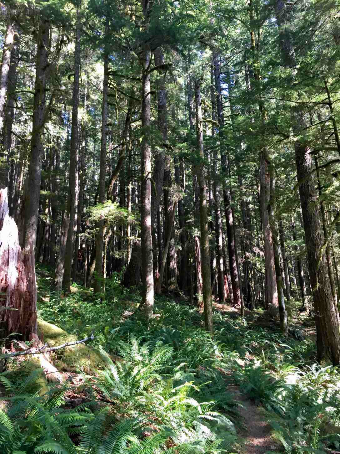 North Fork trail, Sol Duc Valley in Olympic National Park