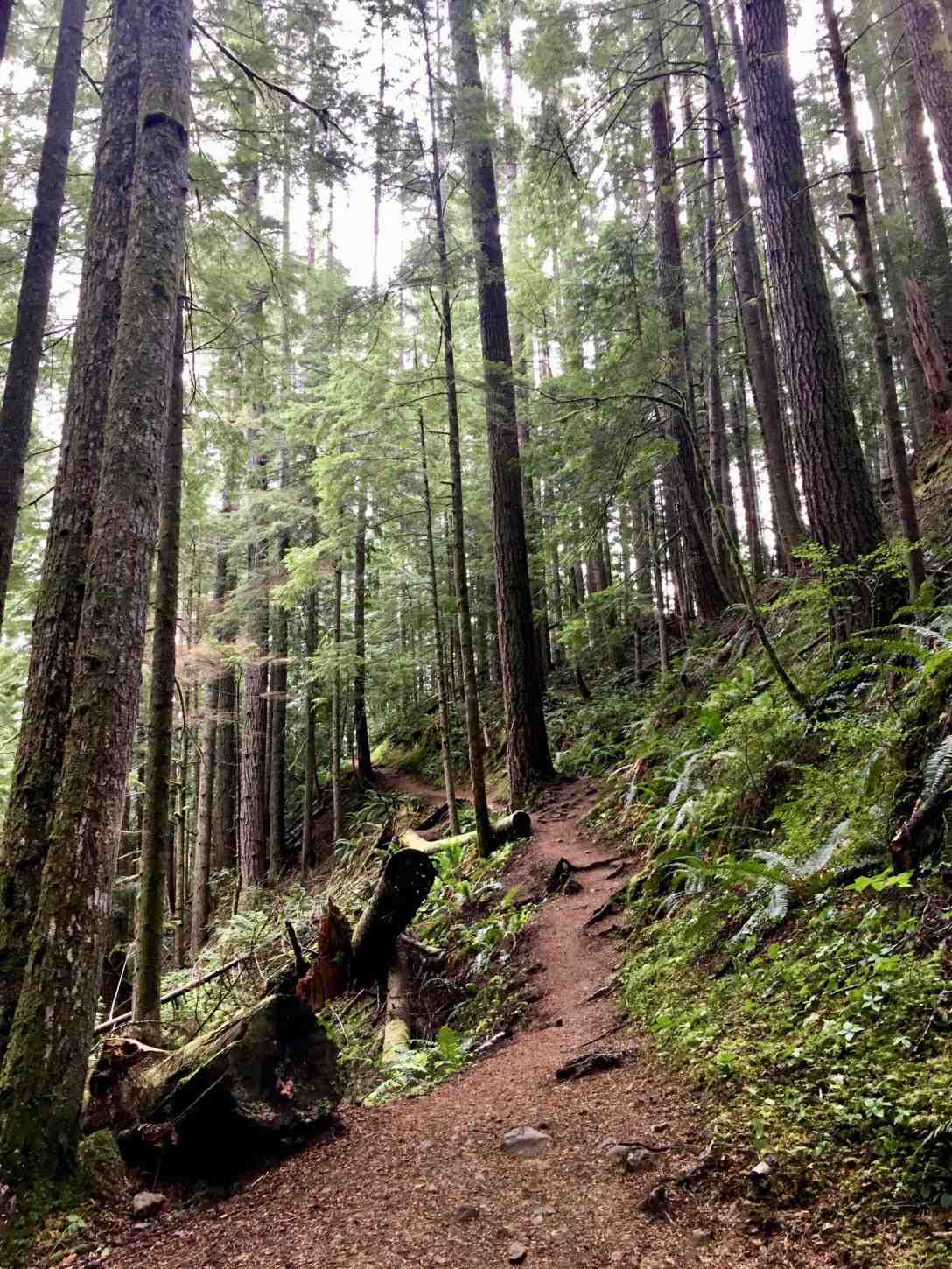 Steep trail to Lake Angeles Olympic National Park