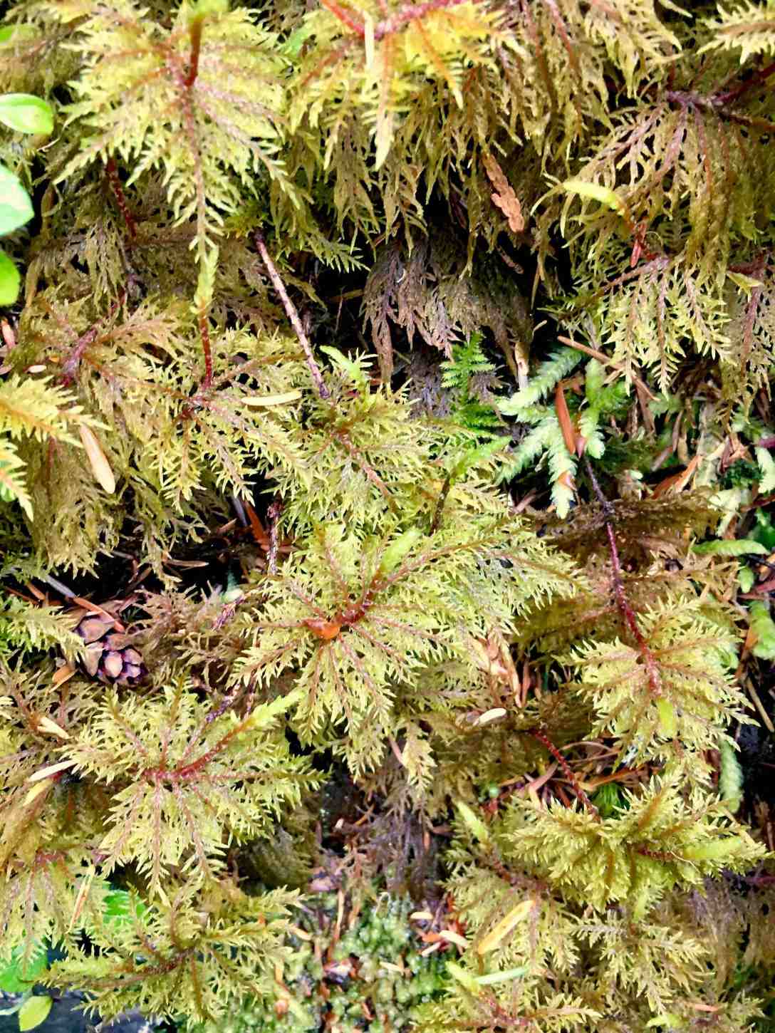Lush Lake Angeles trail Olympic National Park Heart O' the Hills