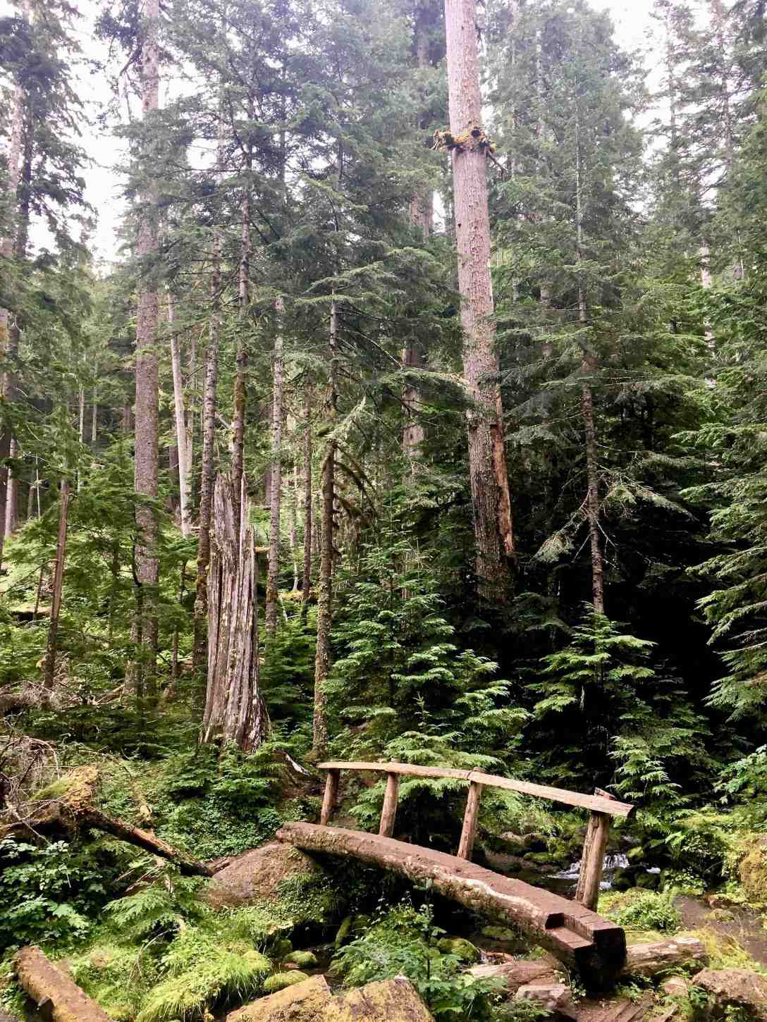 Creek Crossing, Lake Angeles trail Olympic National Park