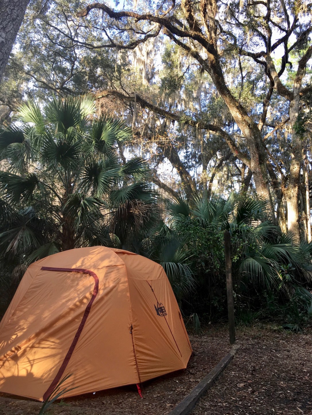 Camping under the live oak trees and palmettos at Payne's Prairie Preserve State Park Campground