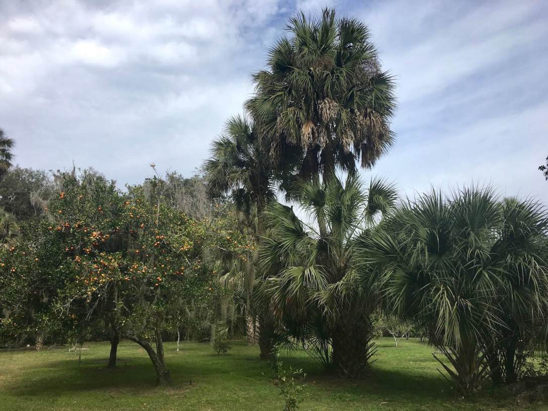 Orange & Tangerine grove at Marjorie Kinnan Rawlings orchard & homestead Cross Creek Florida