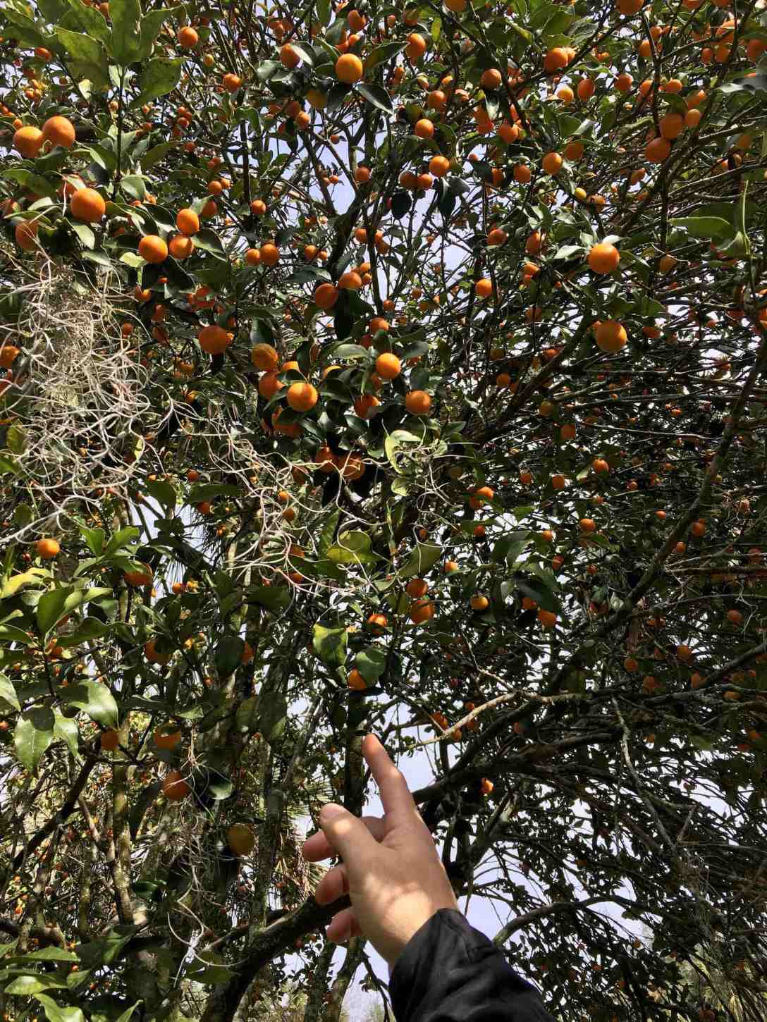 Orchards at Marjorie Kinnan Rawlings homestead Cross Creek Florida