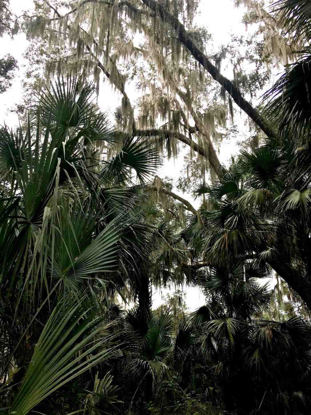 Walking through the hammock at Marjorie Kinnan Rawlings homestead Cross Creek