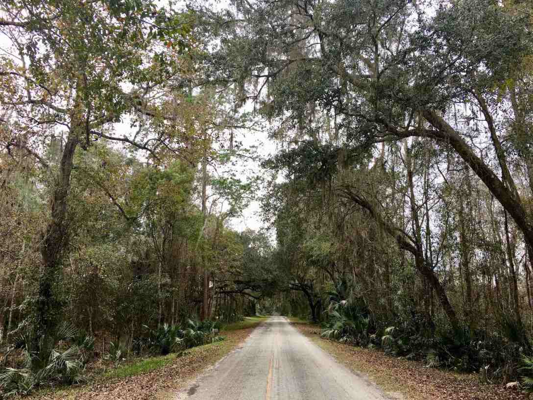 Tree tunnels on the road to Island Grove, Florida