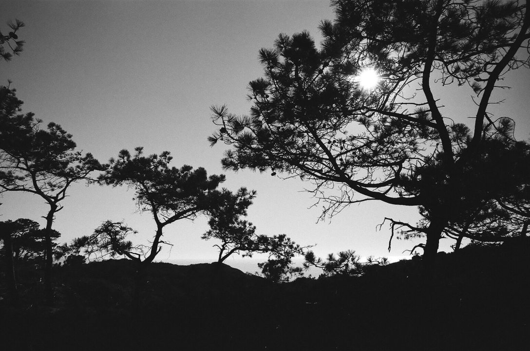 35mm film photography Kodak Tri-X black and white Torrey Pines State Natural Reserve Park San Diego California Nikon F2