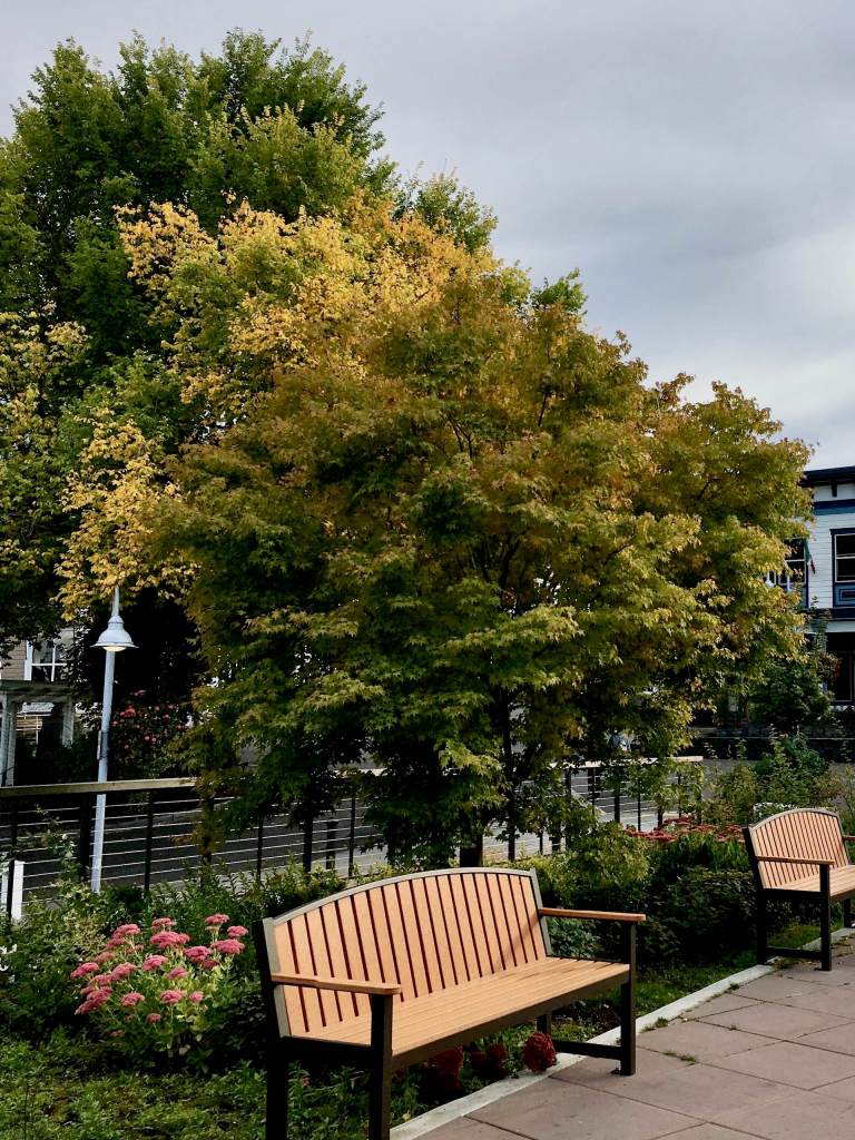 Early fall color in Friday Harbor Washington