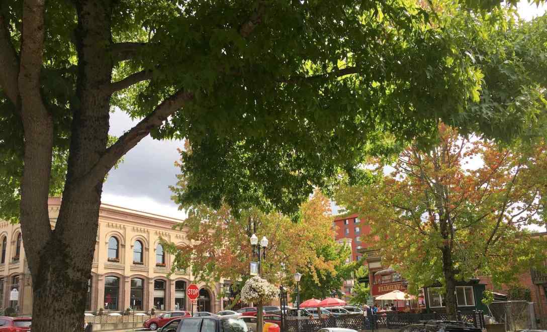 View from the patio at Fat Pie Pizza in Bellingham, Washington