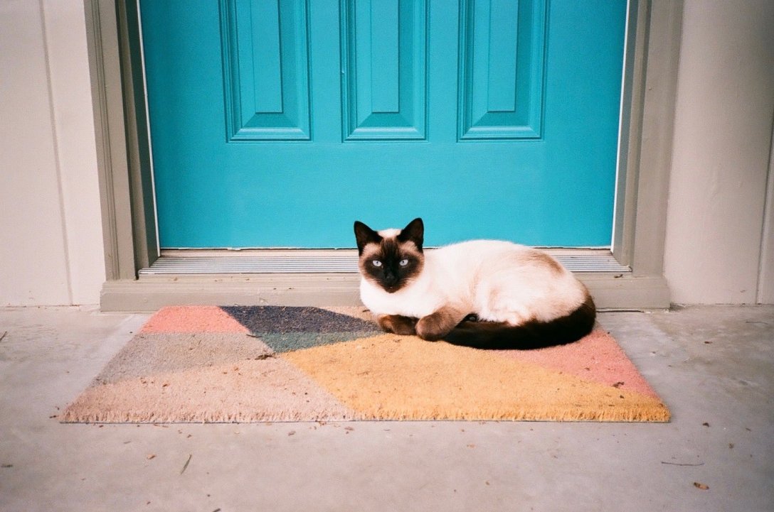 Lomo 800 film 35mm photography Siamese Cat