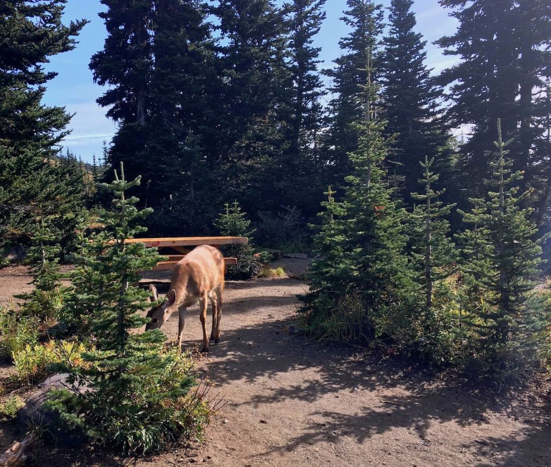 Black tail deer in our picnic area at Mount Rainier National Park - Sunrise area