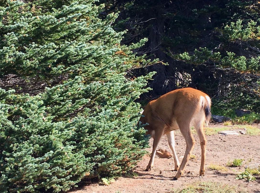IMG_9252Black tail deer in our picnic area at Mount Rainier National Park - Sunrise area