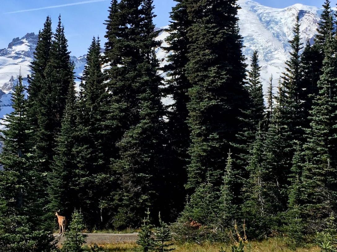 Black tail deer in our picnic area at Mount Rainier National Park - Sunrise area