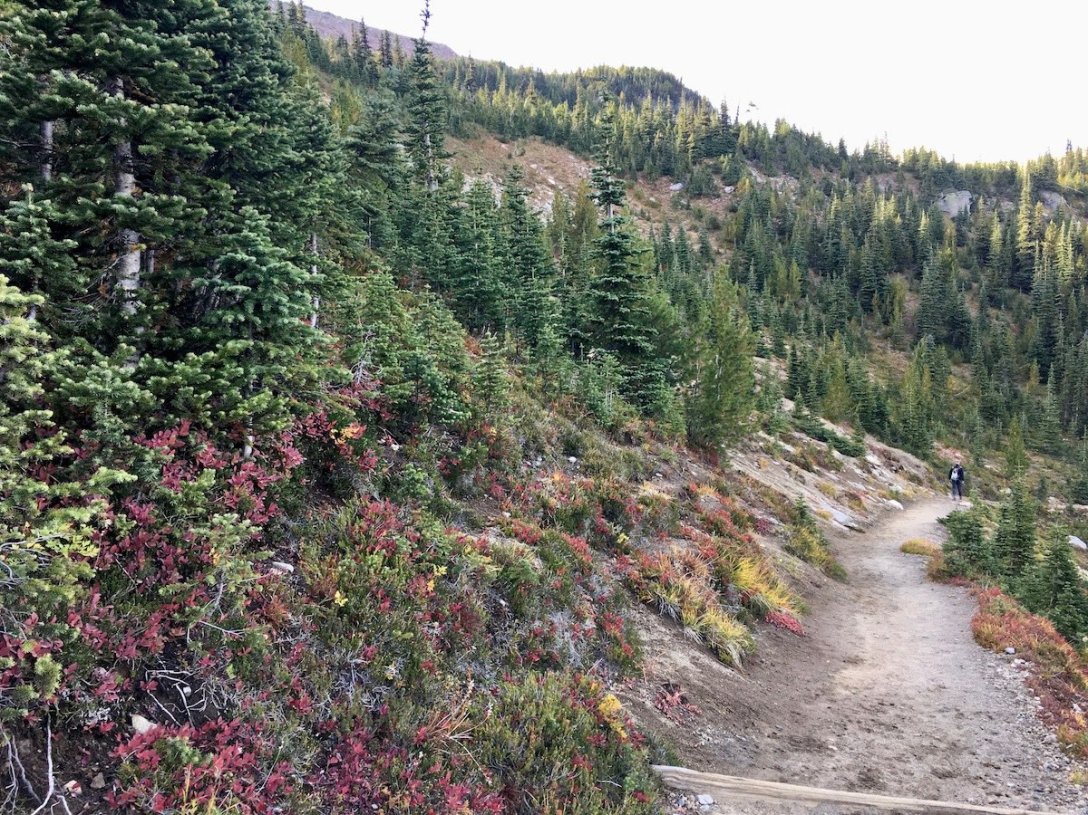 Autumn color in the subalpine forest on the Sunrise Rim trail in Mount Rainier National Park