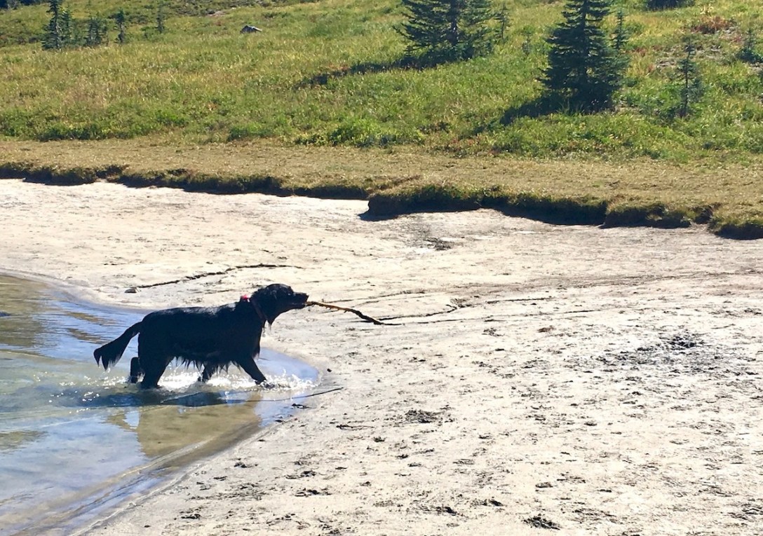 Dog playing in a glacial pond just off the Naches Peak loop trail in Okanogan-Wenatchee National Forest