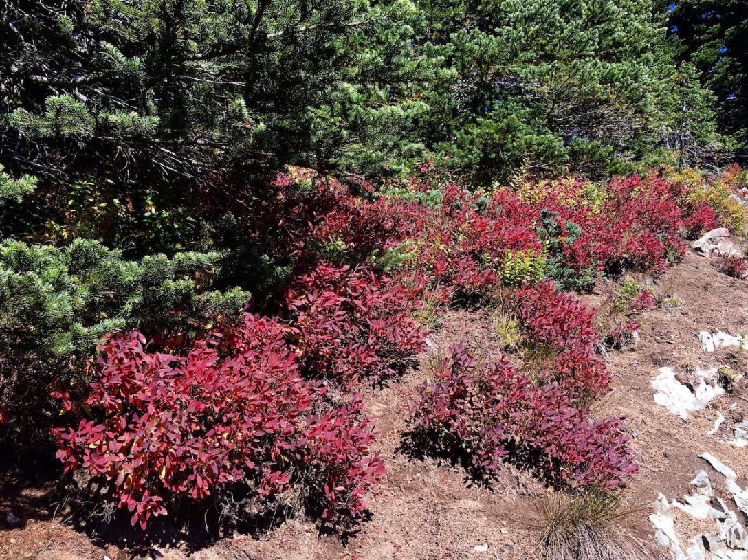 Huckleberry bushes with autumn color along the Naches Peak loop trail in Mount Rainier National Park