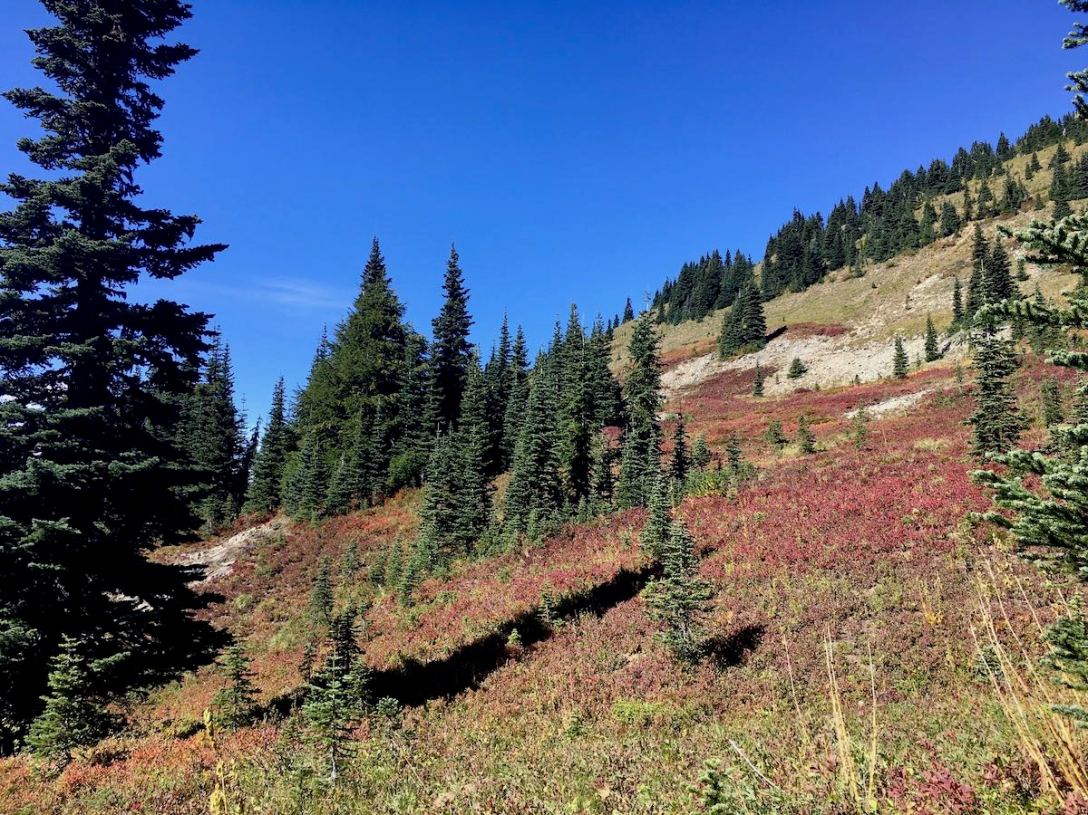 We hear a bear rustling in the trees above the Naches Peak loop trail in Mount Rainier National Park