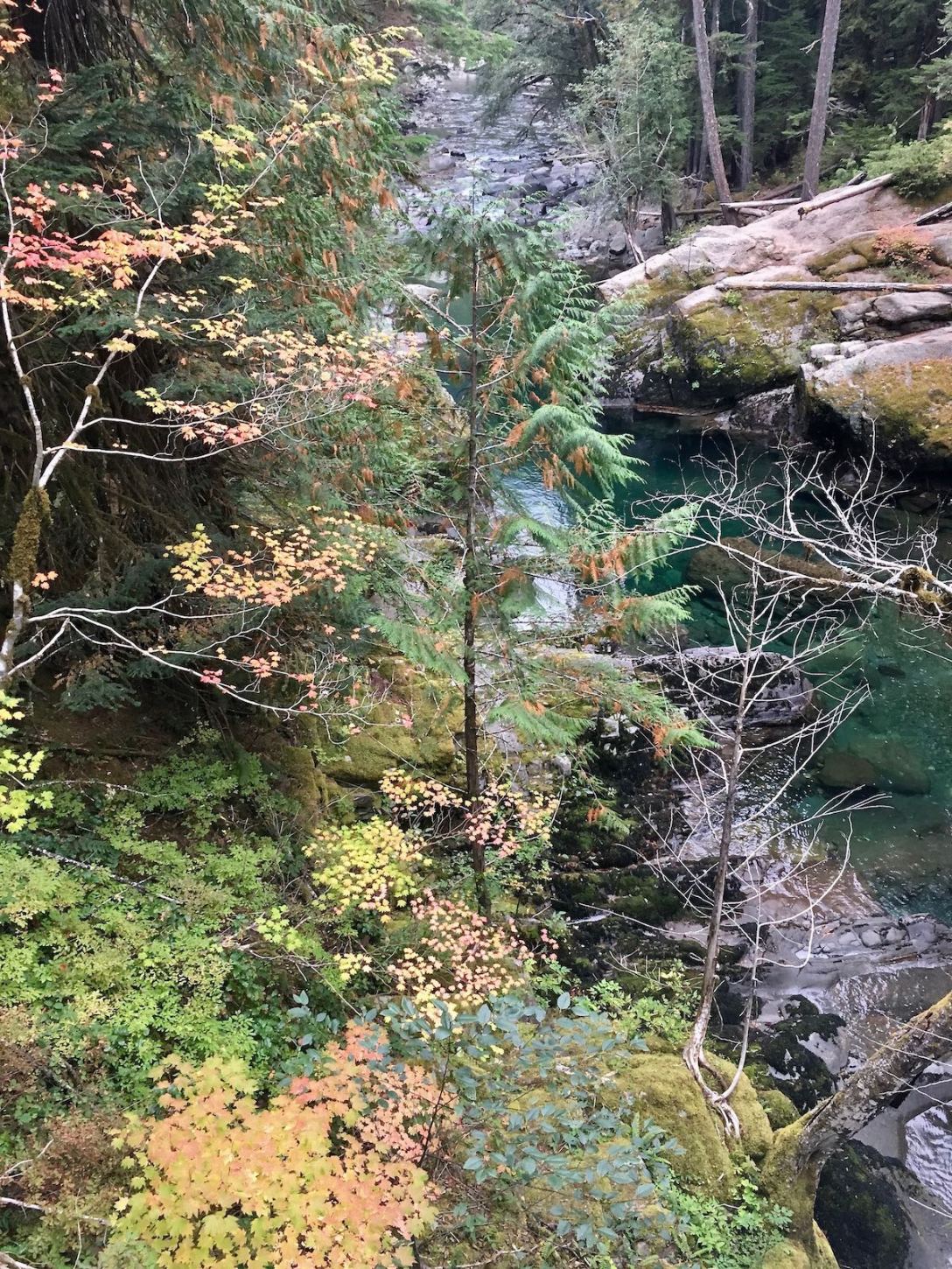 Autumn Color along the Ohanapecosh River in Mount Rainier National Park
