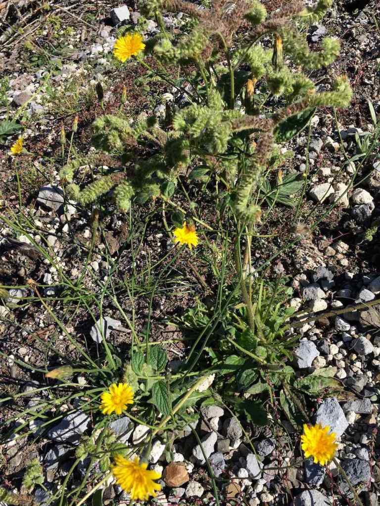Wildflowers at Mount St. Helens National Monument