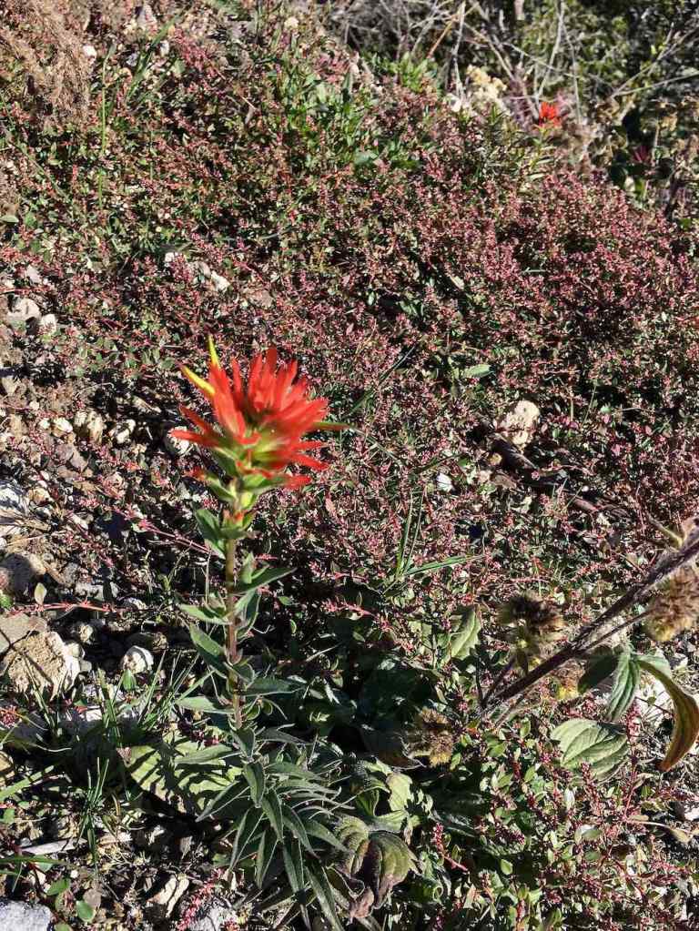 Wildflowers at Mount St. Helens National Monument