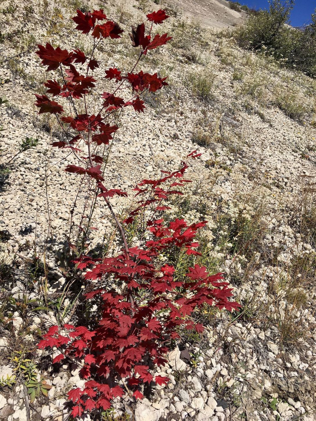 Young maple tree at Mount St. Helens National Monument