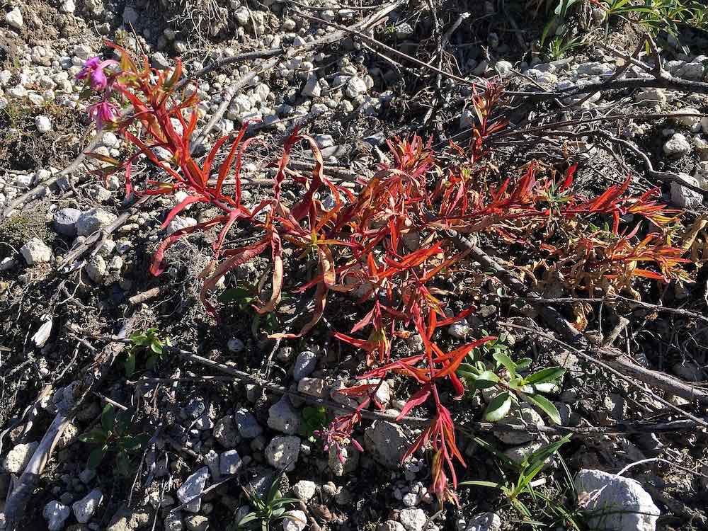 Wildflowers at Mount St. Helens National Monument